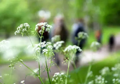 Sigtuna Ingegerdsleden Etapp 4 Blomma Anna Maria Blomqvist Webb