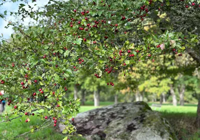Naturbild Destination Sigtuna (3)